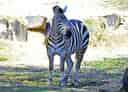 動物図鑑・サバンナシマウマの写真 17